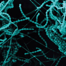 Blue bacteria filament in a dark background