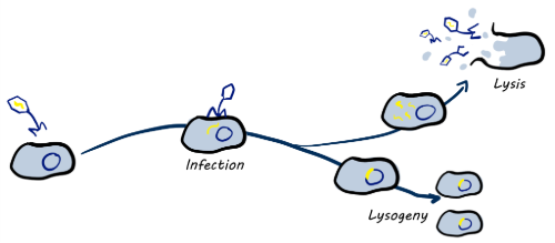 Laura Inglis blog Lifecycle of phage in text.png