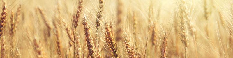 Golden wheat field