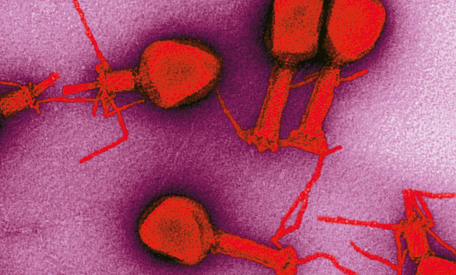MT Aug 16 phage therapy phage T4