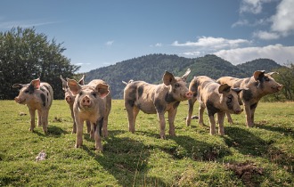 group-of-beautiful-family-of-pigs-searching-and-asking-for-food-at-picture-id1057264988.jpg