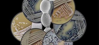 Streptomyces-journal.jpg