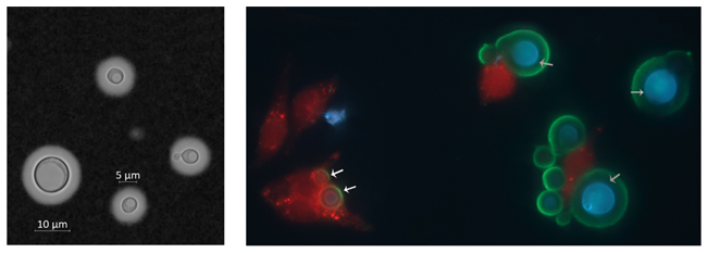 MT-Nov-18-Zhou,-May,-Ballou 1.jpg