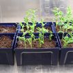 Small planting pots with small green plants