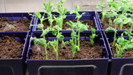 Small planting pots with small green plants