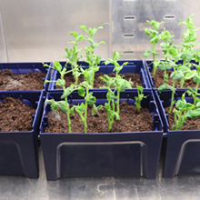 Small planting pots with small green plants