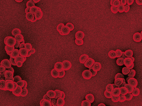 JMM cover image