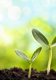 A green seed sprouting from soil.