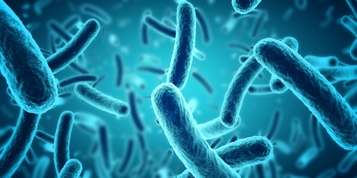 3-Dimethylaminophenol Bacteria | Shaanxi BLOOM Tech Co., Ltd 3-Dimethylaminophenol Bacteria | Shaanxi BLOOM Tech Co., Ltd