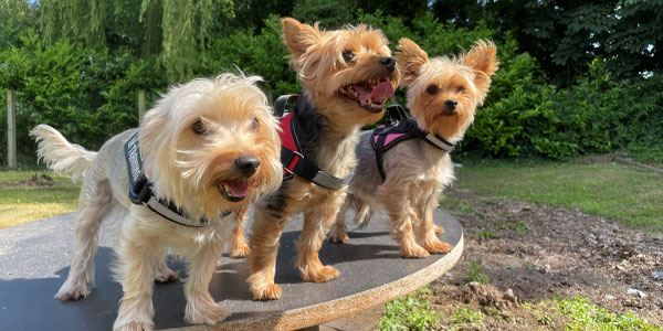 Three Yorkie dogs stand on round table