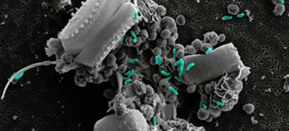 Microbes-and-where-to-find-them-main-large-thumbnail.jpg