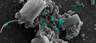 Microbes-and-where-to-find-them-main-large-thumbnail.jpg