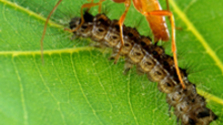 MT Feb 2015 parasitic wasps caterpillar