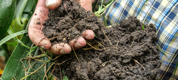 Soil microbiome pic.jpg 3