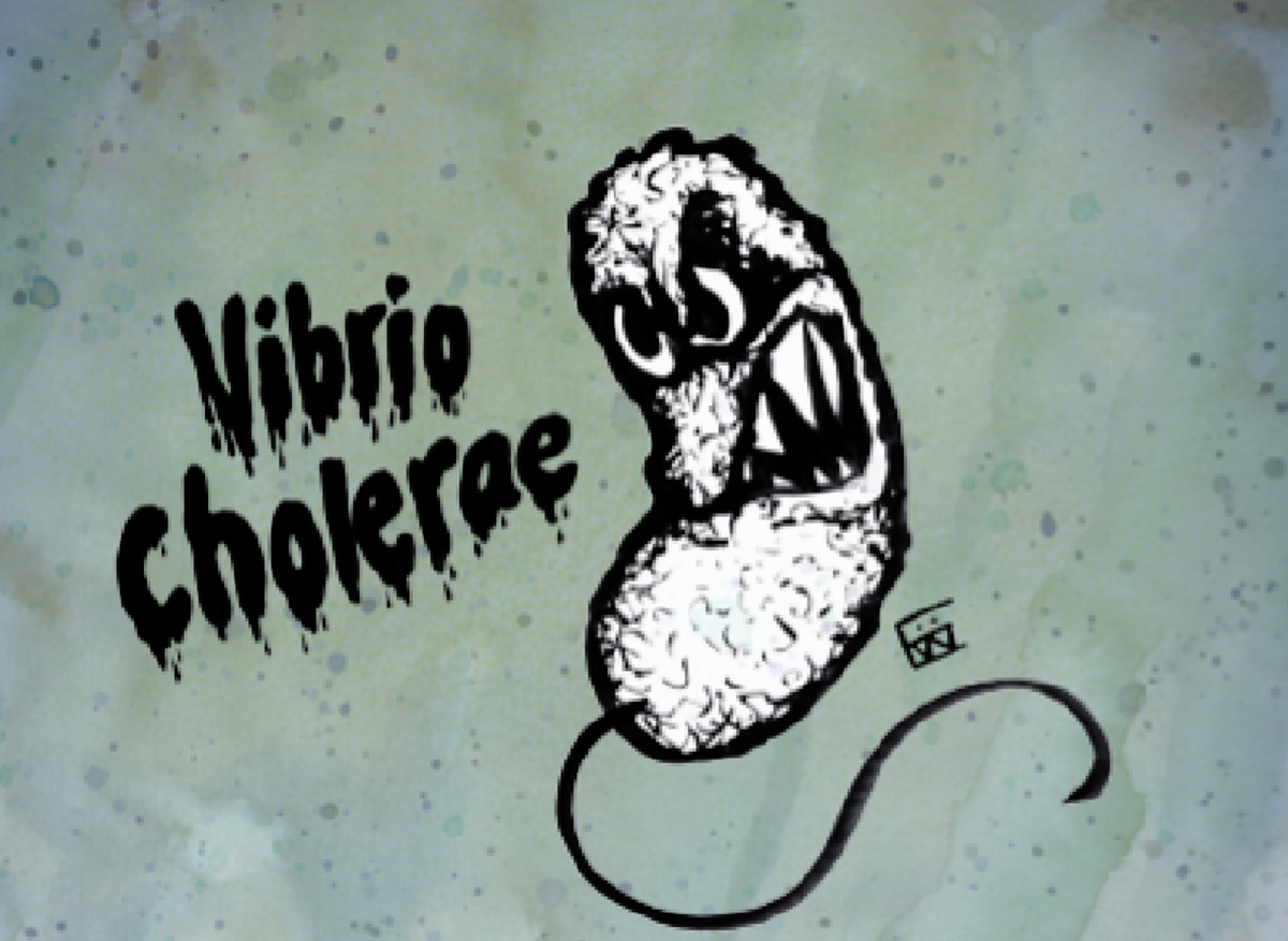 Vibrio Cholerae.png