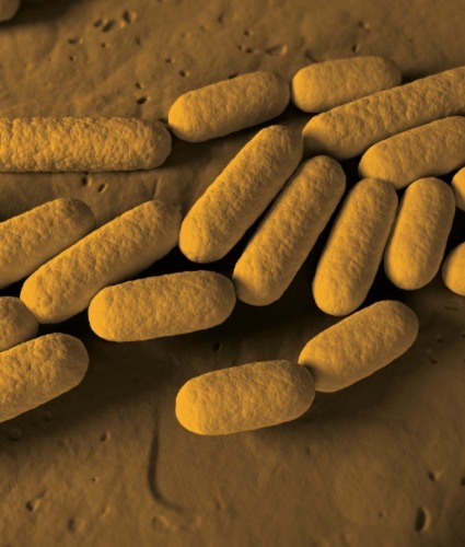 Microbial Marvels: Meet the New Microbes Found in Exotic Plants and ...