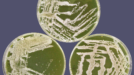 Quadram press release thumb.png