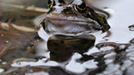 MT Nov 2016 amphibian common frog 1
