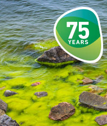 Landscape with sandstone rocks and sea full of green algae