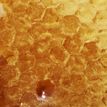 Beehive close up