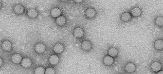 How-viruses-are-treated_thumbnail.jpg