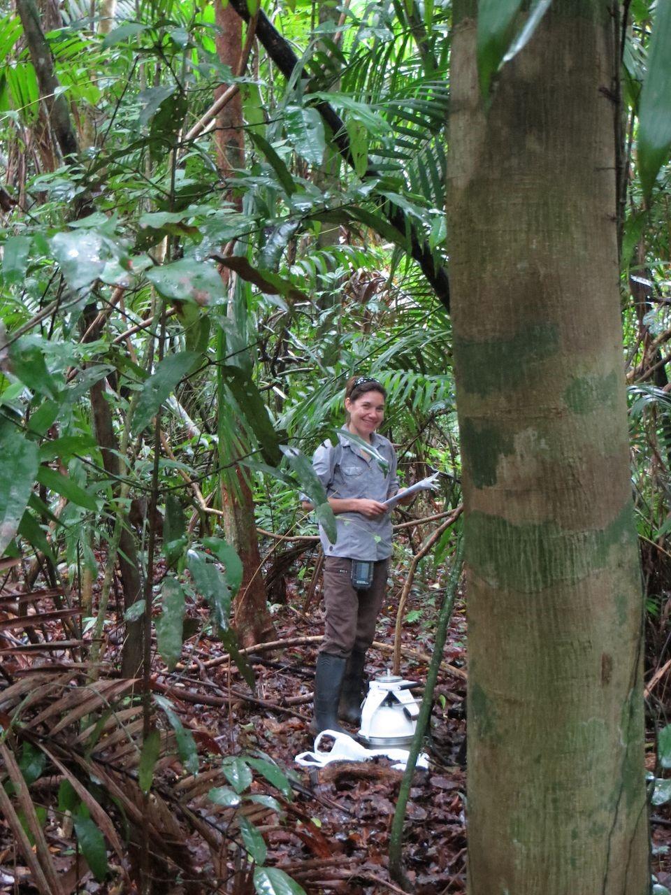 Dr Laëtitia Bréchet takes measurements of soil respiration at the field sites in lowland tropical forest in Panama.