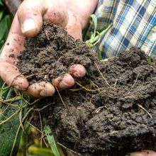 Soil microbiome pic.jpg 1