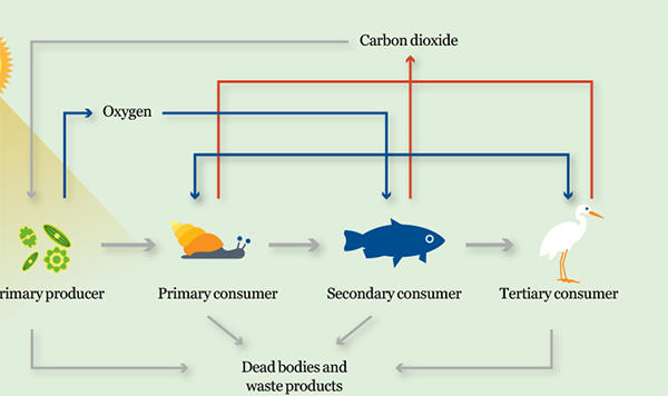 human food chain cycle