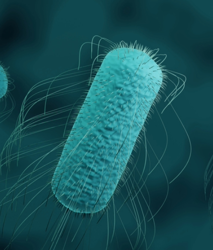 Salmonella Bacteria microbe