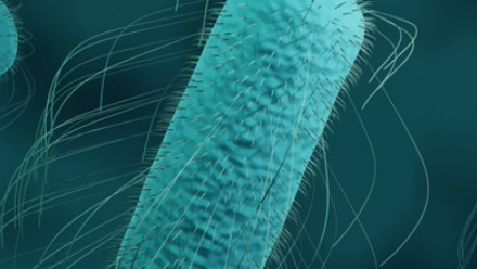 Salmonella Bacteria microbe