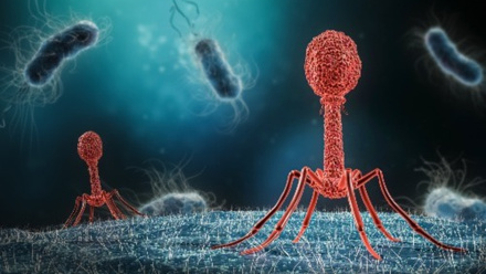 A close up of red bacteriophages infecting a bacterium.