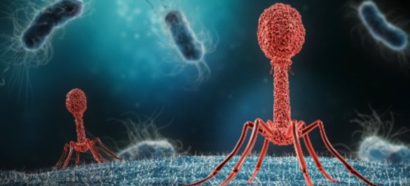 A close up of red bacteriophages infecting a bacterium.