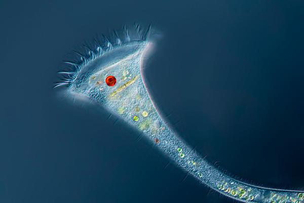 protozoans