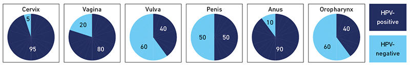 Attributable fraction of HPV in cervical, vaginal, vulval, penile, anal and oropharyngeal cancer.