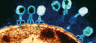 bacteriophage-therapy.jpg