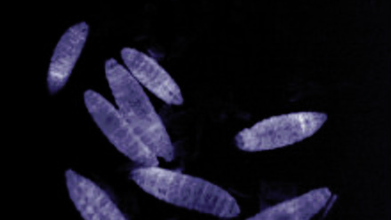 MT Nov 2012 9 Article Bode Fig 6 madenleuchten edit colour 1