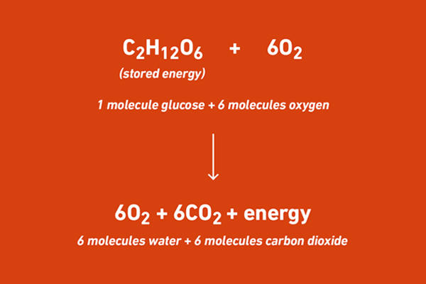 Aerobic respiration