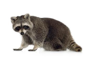 nine-month-old-raccoon-who-is-standing-picture-id116634955.jpg