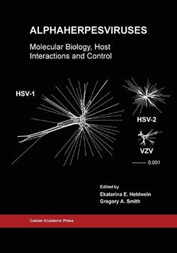 Graphical representation of Alphaherpesviruses