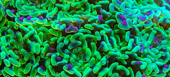 iStock-1146912299_Martina Birnbaum_Unlocking the world of microbiomes.jpg