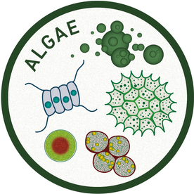WhatisMicrobiology-Icons-Algae-HR.png