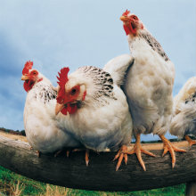 MT Nov 2012 8 Article Veiga-Crespo dv455051