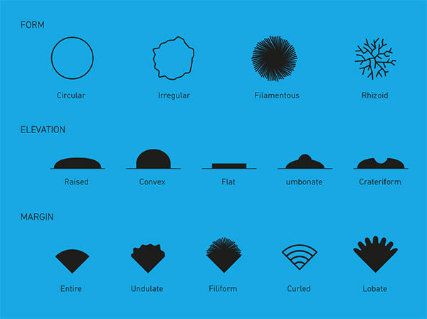 colony morphology of bacteria