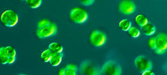 algae.jpg 1