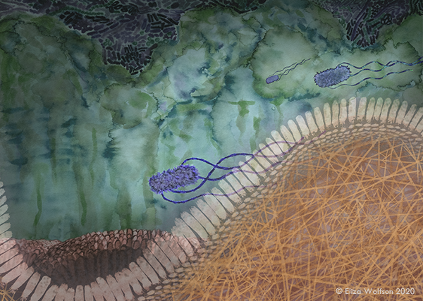 Flagella host microbe interaction_web.png