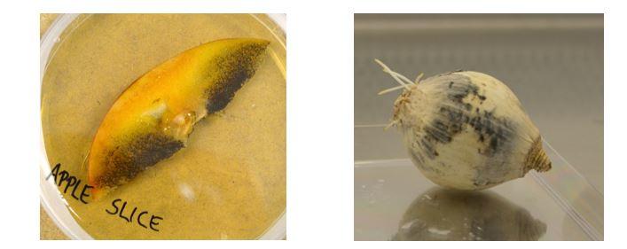 Figure 1: Growth of the fungal food spoilage organism Aspergillus niger on apple slices (left) and onions (right).