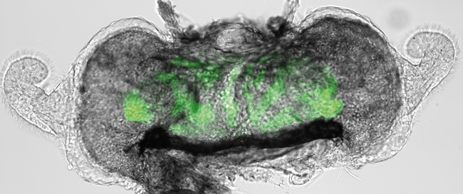 MT Aug 15 squid vibrio symbiosis light organ