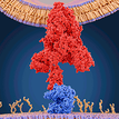 Scientific illustration showing red and blue molecular structures above a cell membrane with small yellow figures