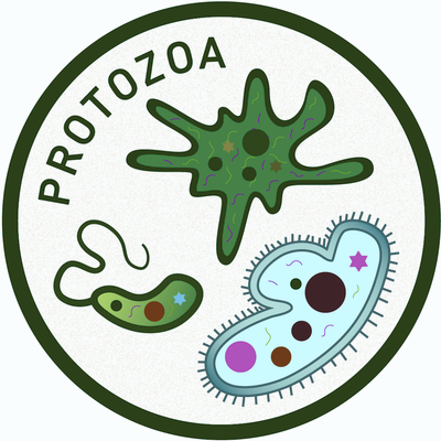 WhatisMicrobiology-Icons-Protozoa-HR.png
