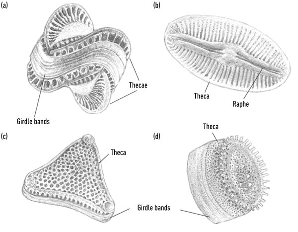 MT Feb 2014 Diatom structure